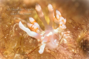 Nudibranch with fire, Veracruz Mexico by Alejandro Topete 